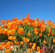 SpringTours_Poppies2