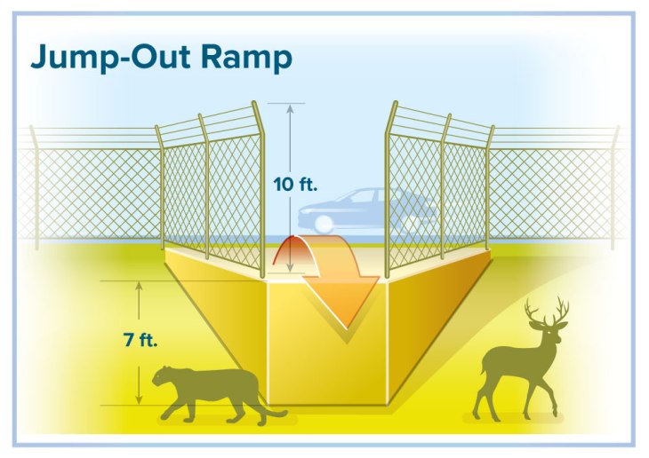 Graphic showing the size of the jump-out ramp versus different animals. The fence is 10 feet tall, the drop off from the ramp is 7 feet. A mountain lion is about 1/3 of the height and a deer is 1/2 the size. 