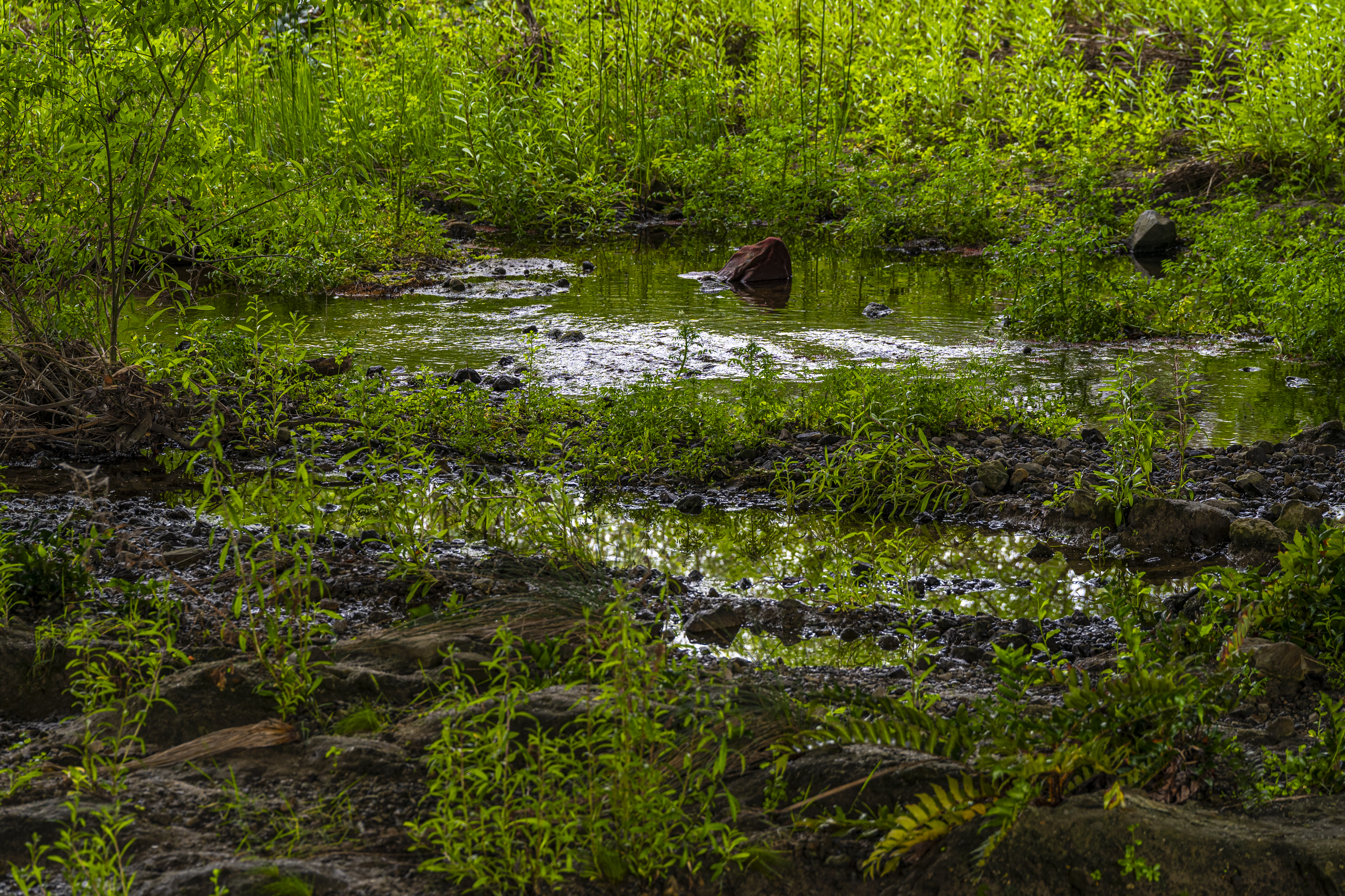 Bonita Creek Wetlands